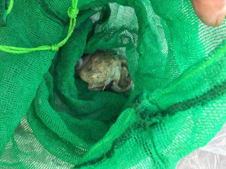 オクトパッシング