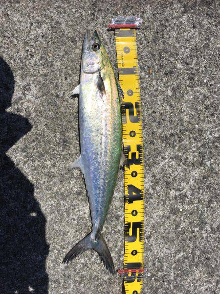 ブリどこ？サゴシパラパラ