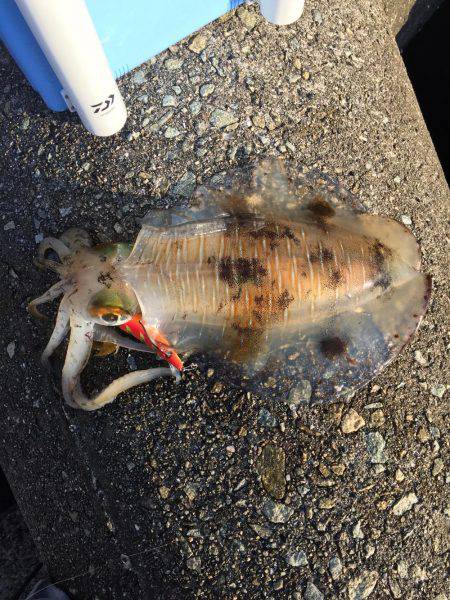 デカ烏賊が釣りたい
