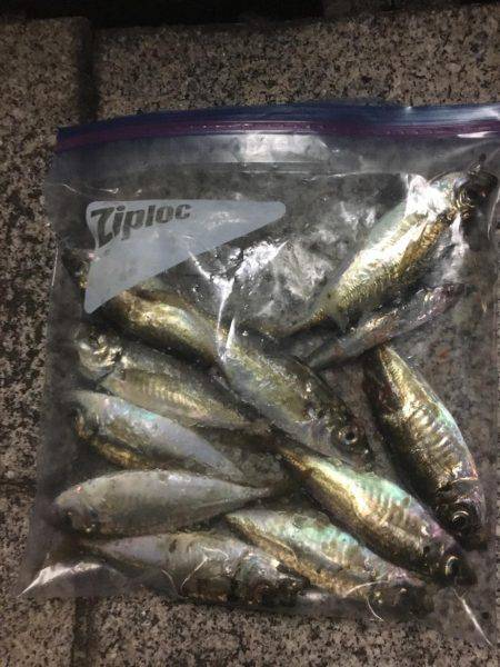 アジング！横浜！