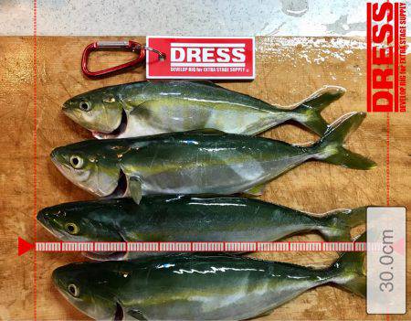 橋の下でツバス先輩