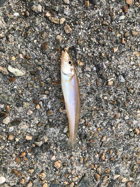 エギング前のチョイ投げ