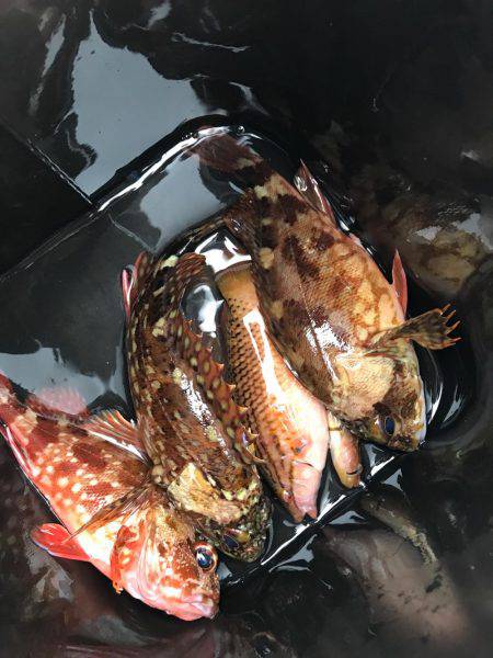 子供と穴釣り♪