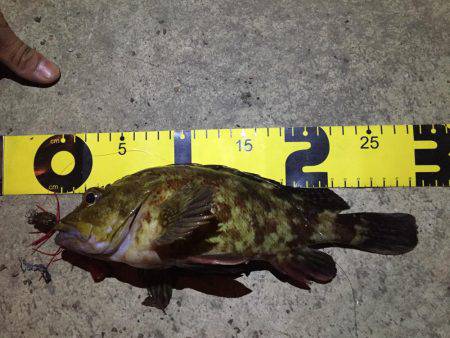 でた！デカガシラ！30cm