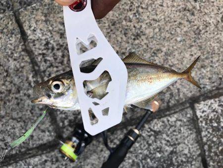 今日もアジング