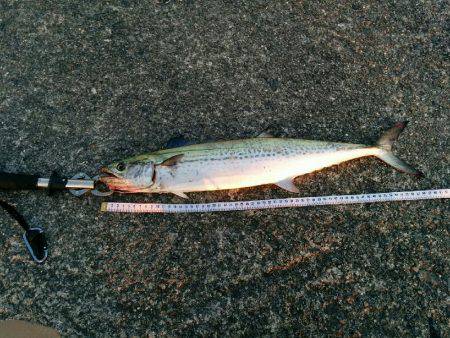 ぶり祭結果は。。。