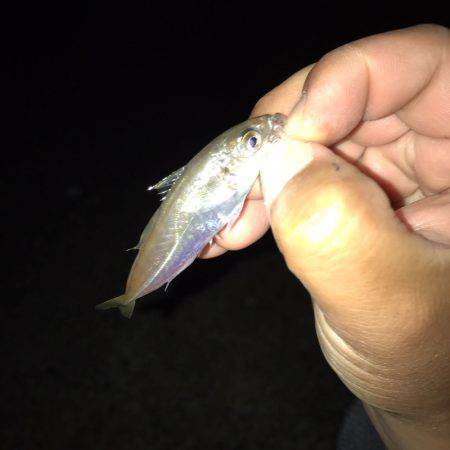 アジとサバ！！垂水漁港で爆超(ﾟ∀ﾟ)