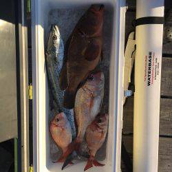 ブリを求めて！