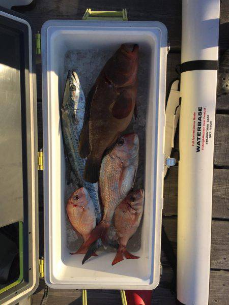 ブリを求めて！