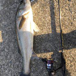 朝シーバス+オマケ