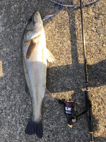 朝シーバス+オマケ