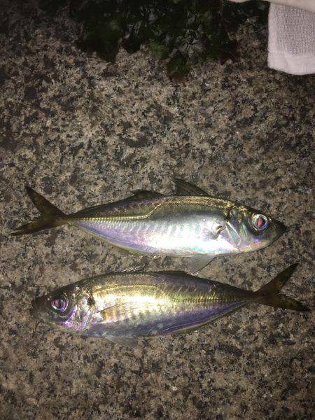 渋くなって来た横浜アジング！