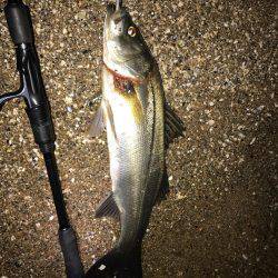 シーバスマゴチ