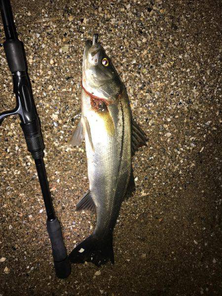 シーバスマゴチ