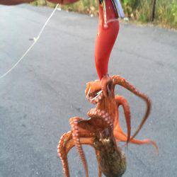 釣って楽しい食べて美味しいタコゲット！