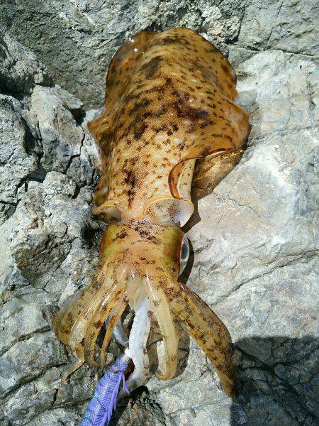 ２年越しの春アオリ