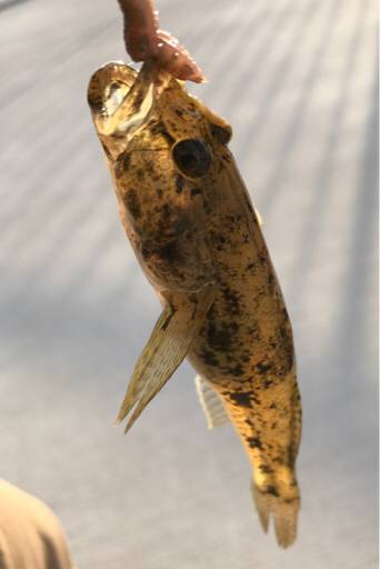 ハゼの季節になりましたね！