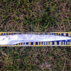 まさかのタチウオ!それも