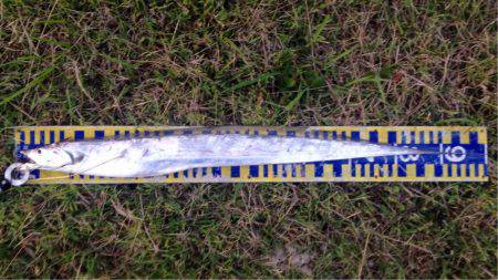 まさかのタチウオ!それも