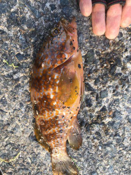 水温あがったかな？