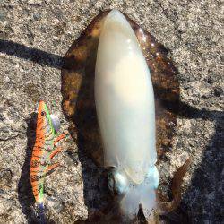 軟体祭り、、、キスはいづこへ、、、