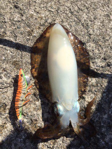 軟体祭り、、、キスはいづこへ、、、