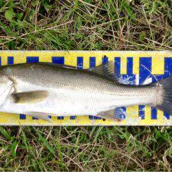 シーバスラッシュ