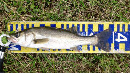 シーバスラッシュ