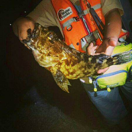 ドデカガシラ連発！