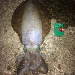 デカアオリイカ