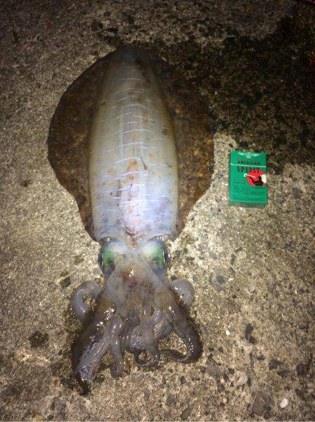 デカアオリイカ