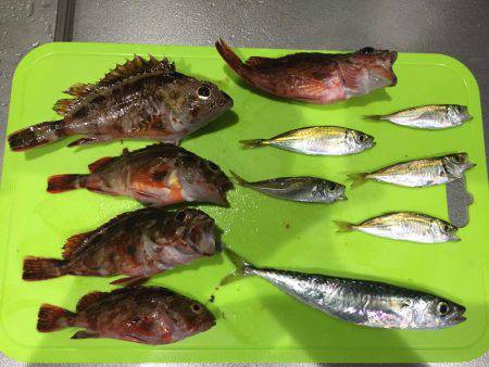 淡路島ガシラ、今期初アジ！