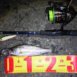 ナイトシーバス