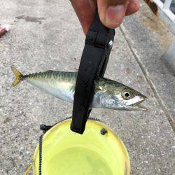 小鯖とツバス狙い