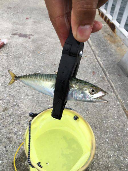 小鯖とツバス狙い