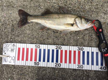 メタルバイブでシーバス