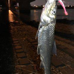 荒川シーバス、ハクパターン！リベンジ！