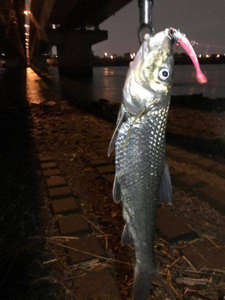 荒川シーバス、ハクパターン！リベンジ！