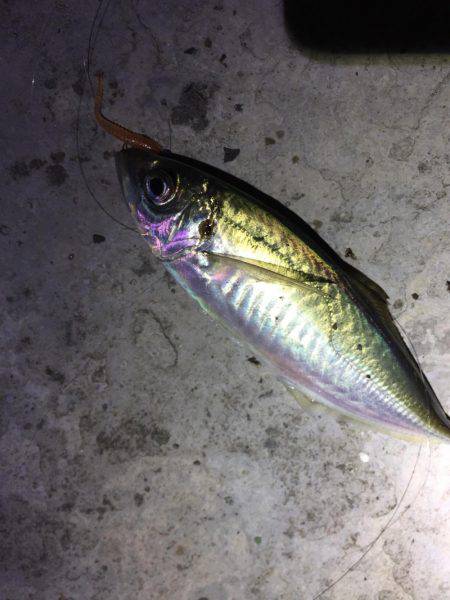 久しぶりのアジング