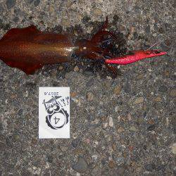 SST(泉南ソルトウォータートーナメント)