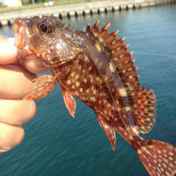 垂水漁港でデイゲーム！！