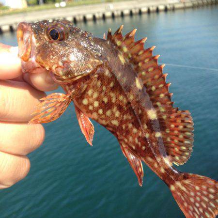 垂水漁港でデイゲーム！！