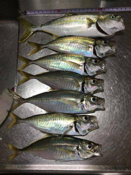 良型アジとツバス