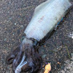 本当に最後に来ました春アオリ2.6キロ