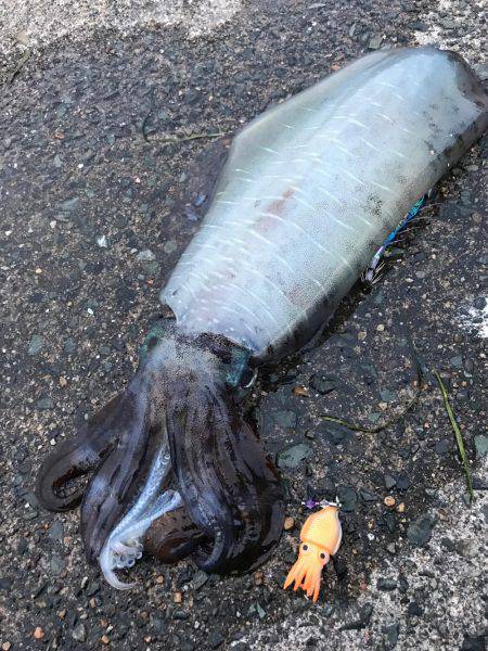 本当に最後に来ました春アオリ2.6キロ