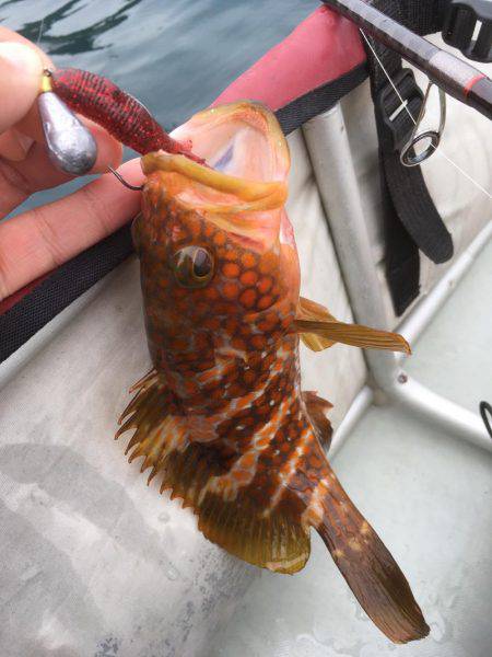 城崎近辺でカヤックフィッシング