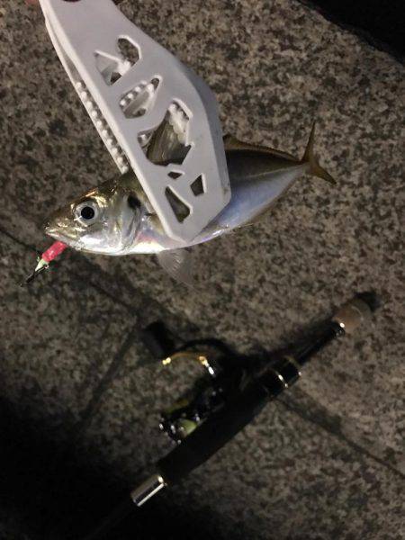 アジ、イワシ、マイクロスター！