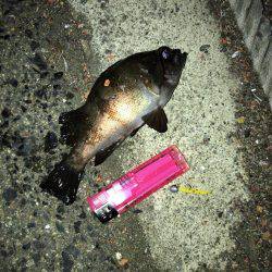 メバリングまだイケる