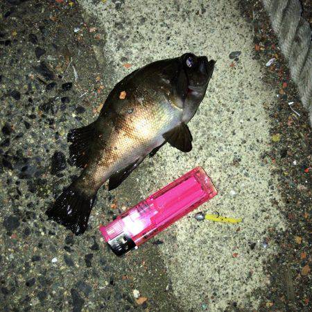 メバリングまだイケる