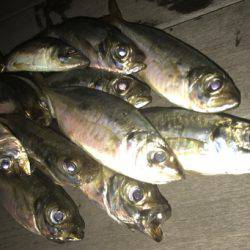 豆アジが少しだけ成長？